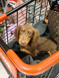 a brown dog sitting in a shopping cart