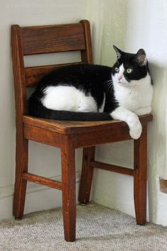 a black and white cat sitting on top of a wooden chair next to a wall