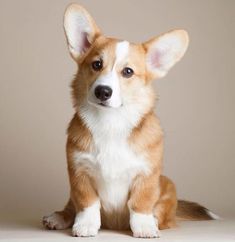 a small brown and white dog sitting on top of a white floor next to a wall