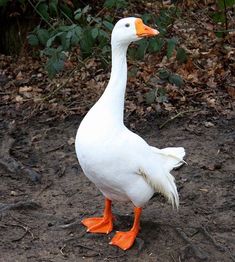 a white duck with orange feet standing in the dirt