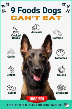 a german shepherd dog is shown with the words 9 foods dogs can't eat