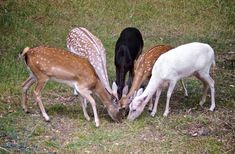 four deers are standing in the grass and one has its head down to eat