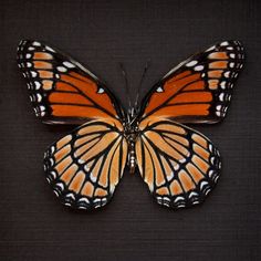 an orange and black butterfly sitting on top of a table