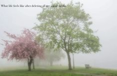 two trees with pink blossoms in the fog on a grassy area next to a bench