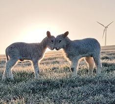 two lambs are standing in the grass with windmills in the backgroud