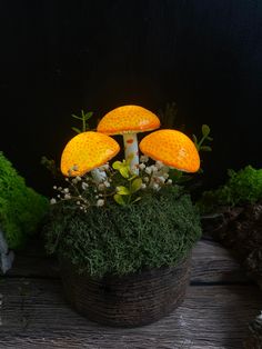 three yellow mushrooms sitting on top of a moss covered potted plant in front of a black background