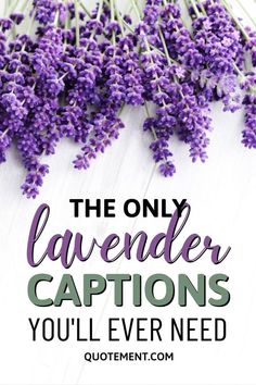 lavender flowers with the words, the only lavender captions you'll ever need