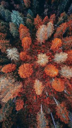 an aerial view of trees with orange and green leaves