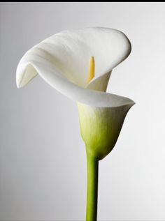 Photo Paintings, Up Embroidery, Arum Lily, Close Up Photo, Wall Drawing, Paintings Art, Calla Lilies, Close Up Photos, Calla Lily