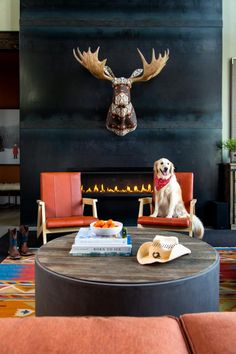 a dog sitting on a chair in front of a fire place with a deer head above it