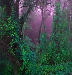 a forest with lots of green trees and bushes in the foreground, on a foggy day