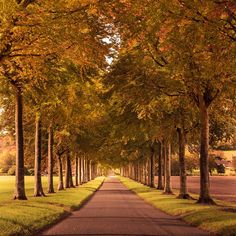 an empty road lined with trees in the middle of autumn time, surrounded by grass and yellow leaves