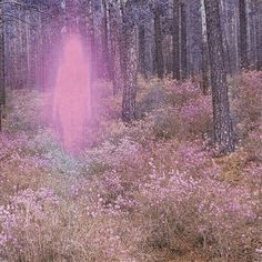 a pink light in the middle of a forest filled with trees and wildflowers