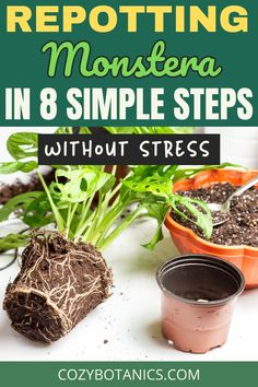 some plants that are growing and the words repottiting monstera in 8 simple steps