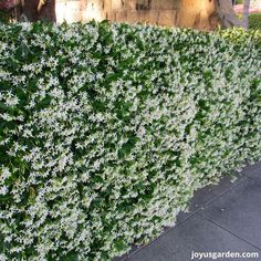 white flowers are growing on the side of a fence