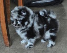 a small black and white dog standing next to a chair