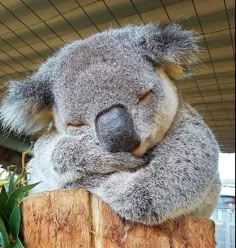 a koala is sleeping on top of a wooden post in front of some flowers