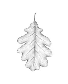 a pencil drawing of a leaf