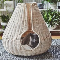 a cat sitting in a wicker basket on top of a rug next to potted plants