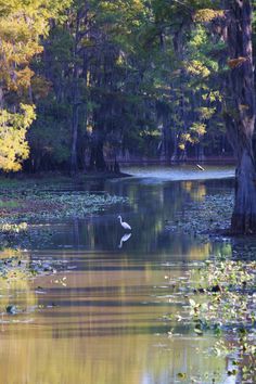 a white bird flying over a body of water surrounded by trees and lily paddling