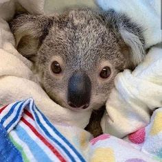 a baby koala is wrapped up in blankets