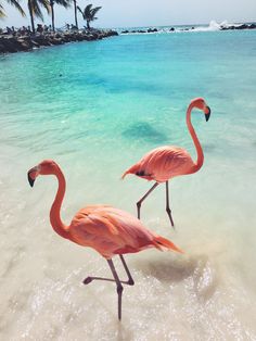 two pink flamingos standing in the water on a beach next to some palm trees