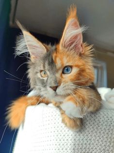 an orange and white cat with blue eyes sitting on a chair looking at the camera