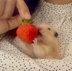 a hamster eating a strawberry in its human's lap while wearing a polka dot shirt