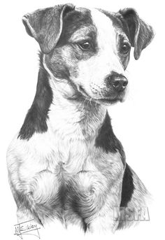 a black and white drawing of a dog with his head turned to the side, looking straight ahead