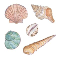 four seashells are shown on a white background