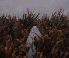 a ghost in the middle of a corn field