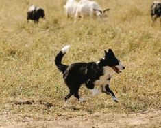 a black and white dog is running in the grass with other animals behind him on a sunny day