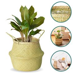 three different types of plants in woven baskets