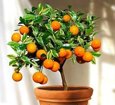 an orange tree is growing in a pot