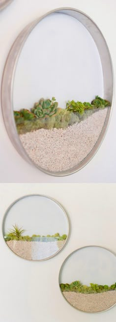 three images show different stages of growing plants