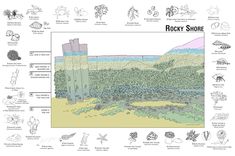 the rocky shore is shown in this diagram, with different types of plants and animals