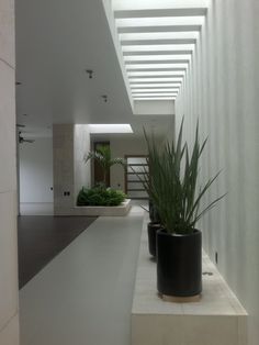 two large plants in black pots on the side of a long white wall next to a planter