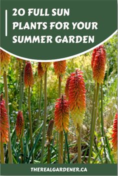 flowers with the title 20 full sun plants for your summer garden