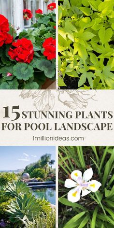 different types of flowers and plants with text overlay that reads 15 stunning plants for pool landscaping