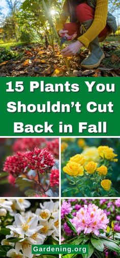 flowers and plants with the title 15 plants you shouldn't cut back in fall