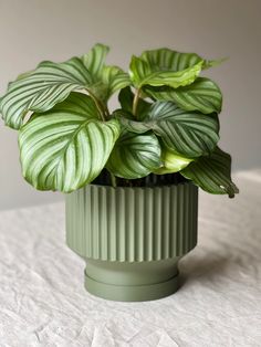 a green potted plant sitting on top of a table