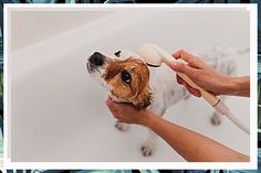 Looking for a shampoo and conditioner that's good for your dog's coat? Check out our selection of nice dogs shampoos and conditioners! Dog At Home, Dog Washing Station, Dog Muzzle, Dog Wash