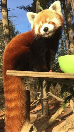 a red panda sitting on top of a wooden table