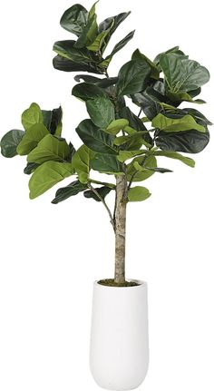 a potted plant in a white vase with green leaves on the top and bottom