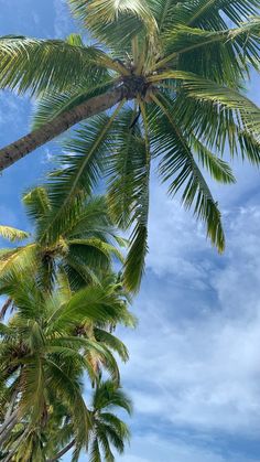 the palm trees are reaching up into the blue sky with white clouds in the background