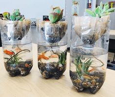 three clear vases filled with plants and rocks on top of a wooden table in an office