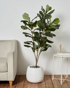 a potted plant sitting on top of a wooden floor next to a white chair