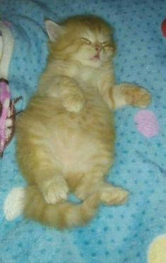 an orange cat laying on top of a blue blanket next to a stuffed animal toy