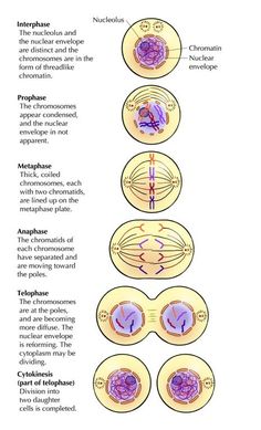 the structure of an eye and how it is used to see what's inside