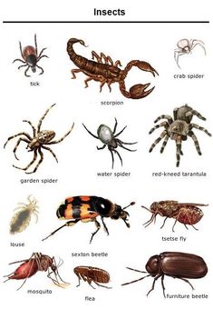 the different types of bugs and insects